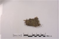 藏品(毛柄苔屬 )的圖片